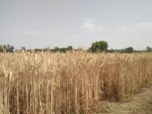 Sudhakar Wheat