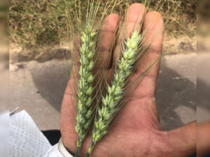 Sudhakar Wheat